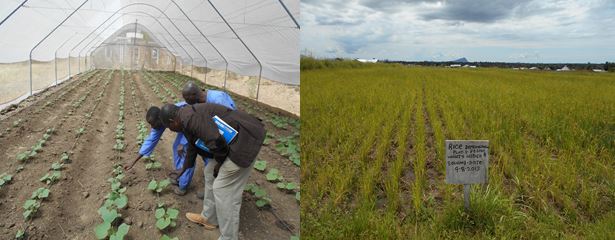Jonares- agriculture